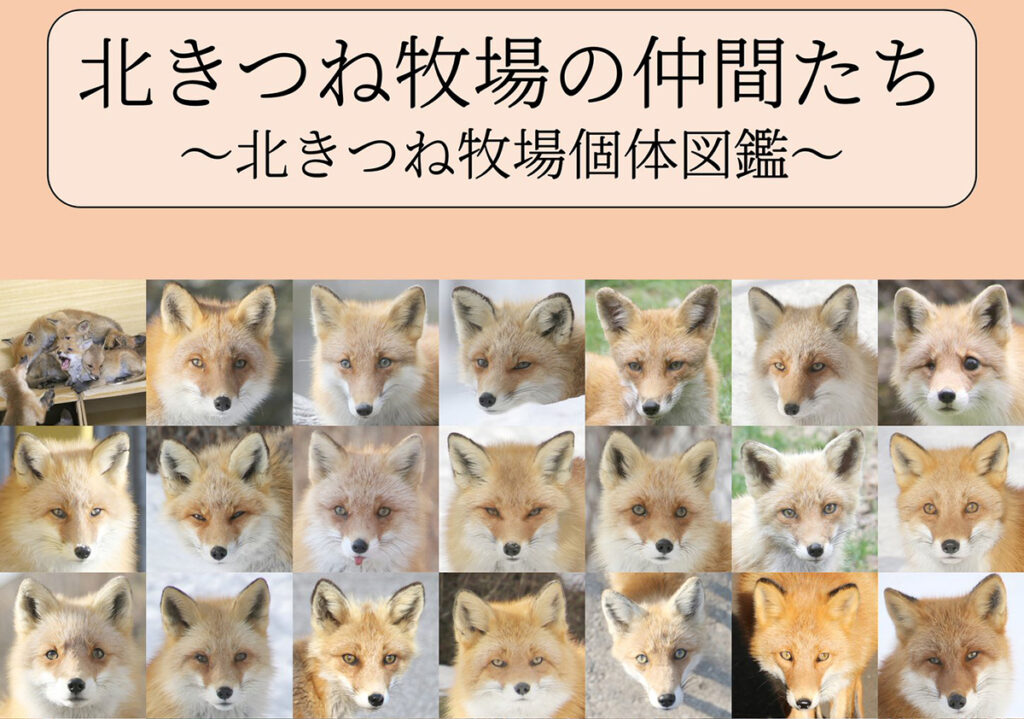 北きつね牧場の仲間たち～北きつね牧場個体図鑑～ | キツネ